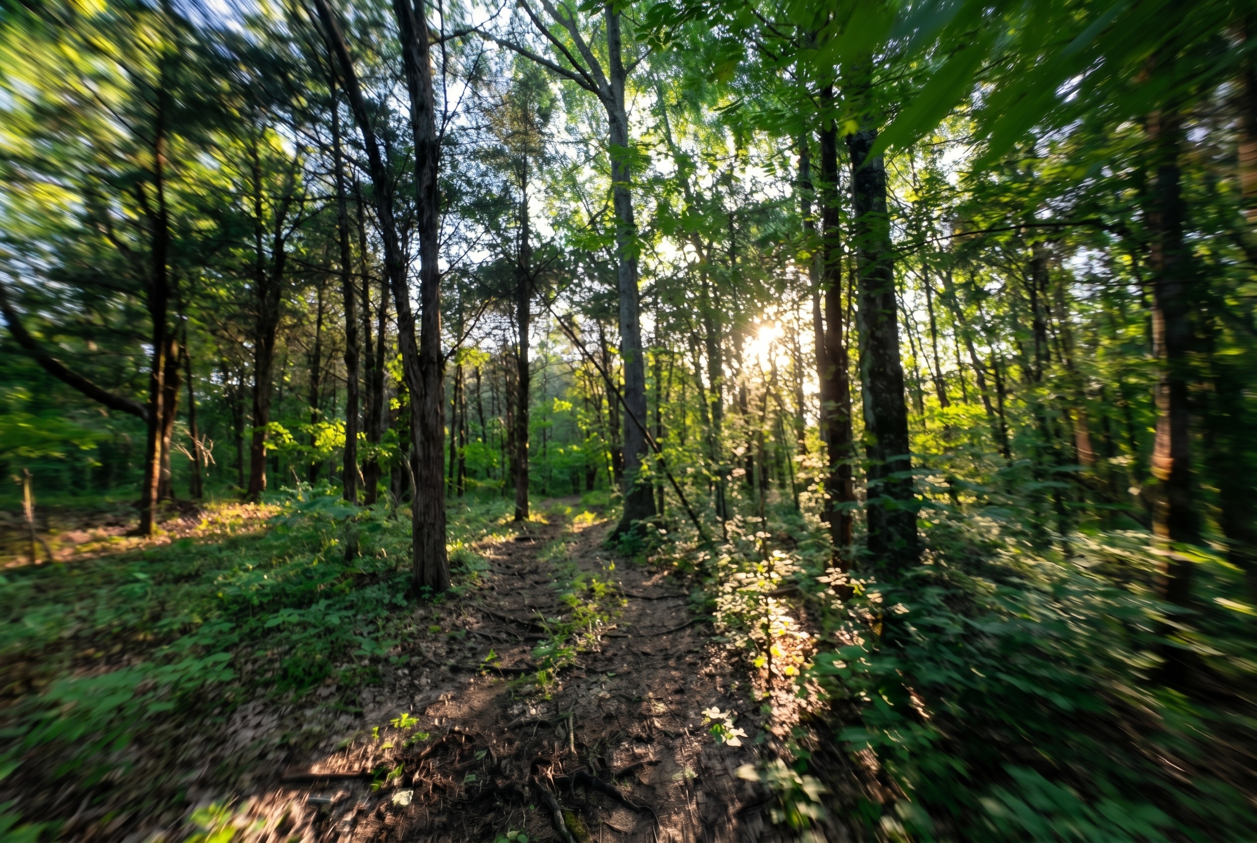 Prompt: Sharpen and color correct these action cam images with dappled realistic sunlight and intentional motion blur depending on speed - dynamic recreational land marketing