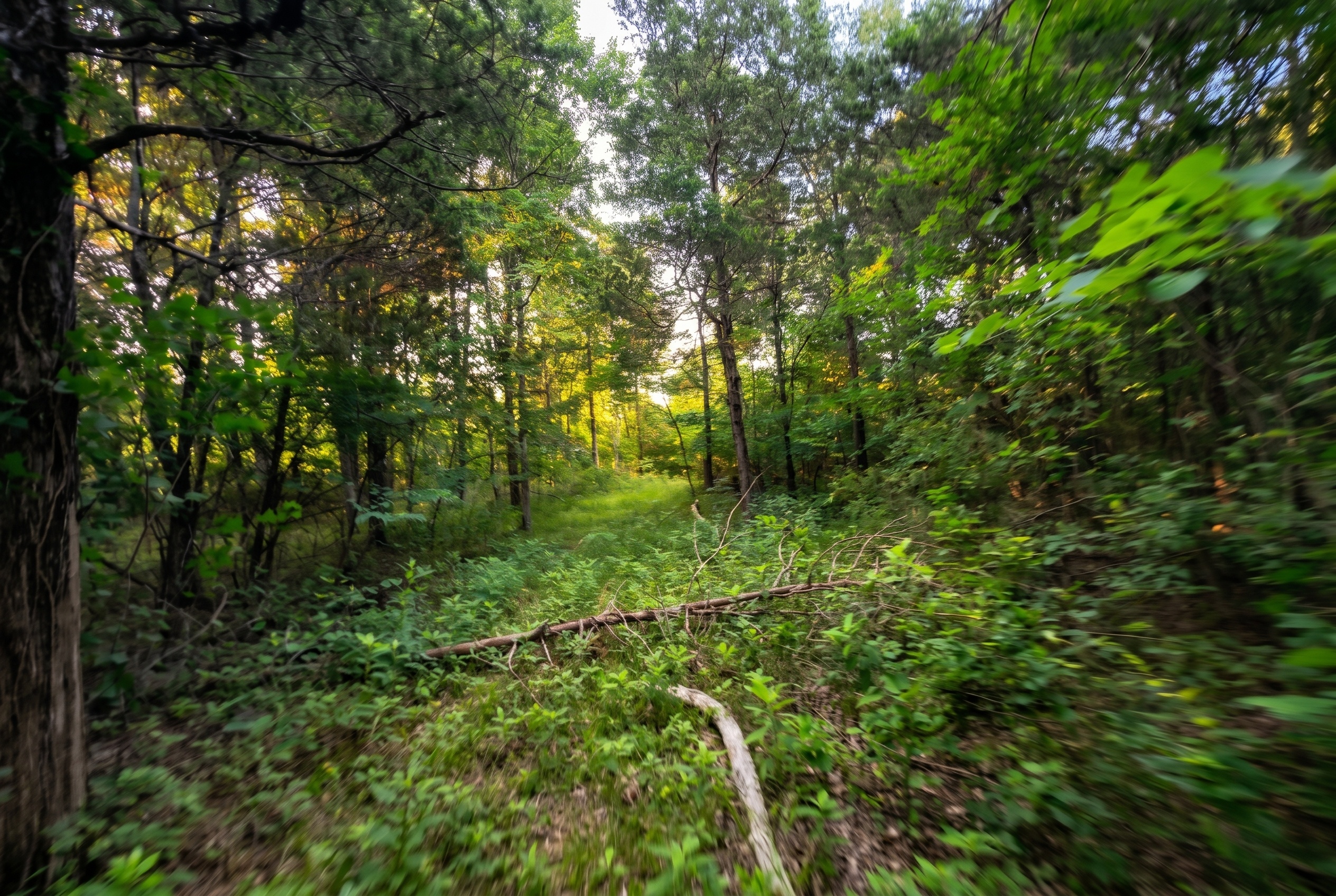 Prompt: Sharpen and color correct these action cam images with dappled realistic sunlight and intentional motion blur depending on speed - dynamic recreational land marketing