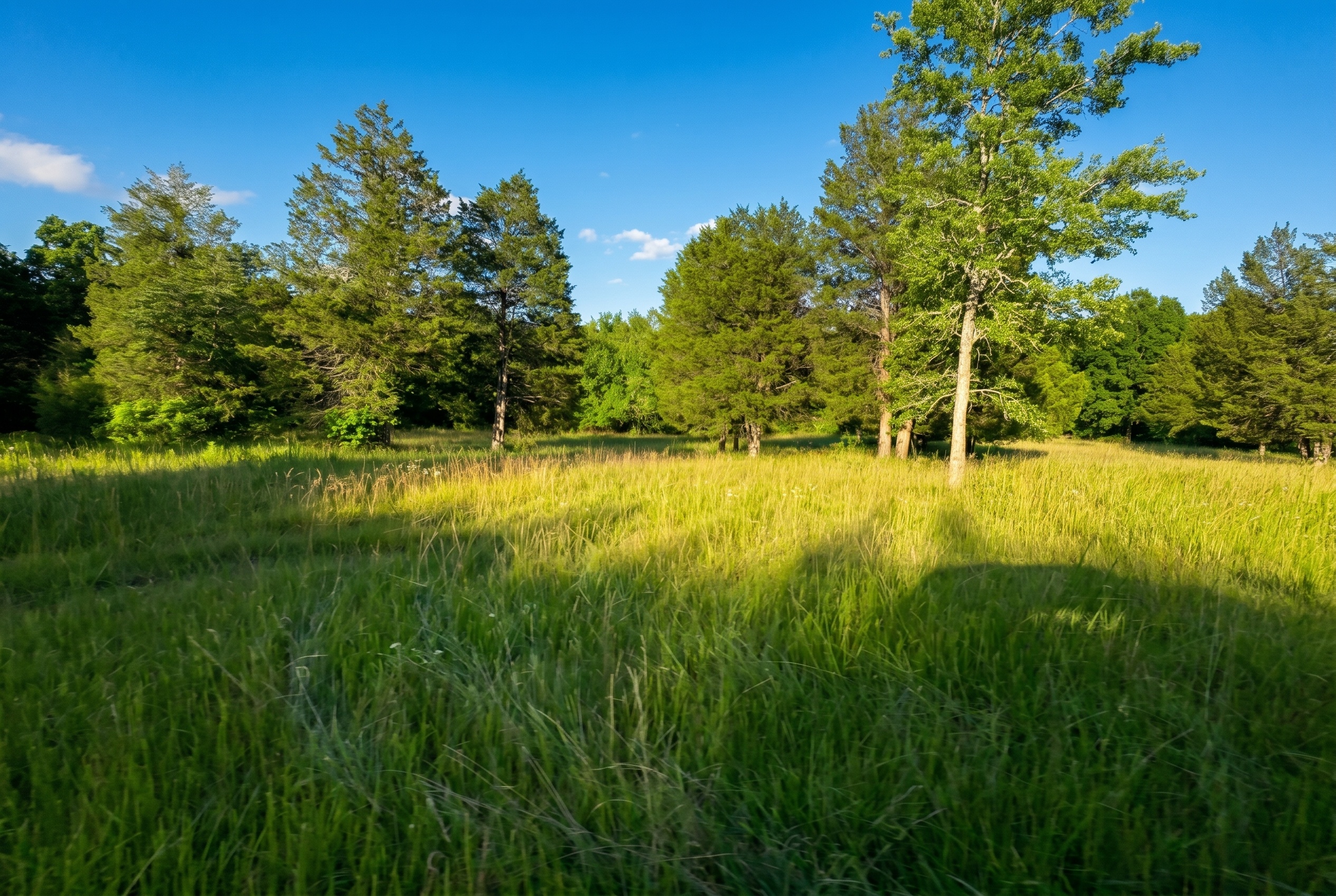 Prompt: Sharpen and color correct these action cam images with dappled realistic sunlight and intentional motion blur depending on speed - dynamic recreational land marketing