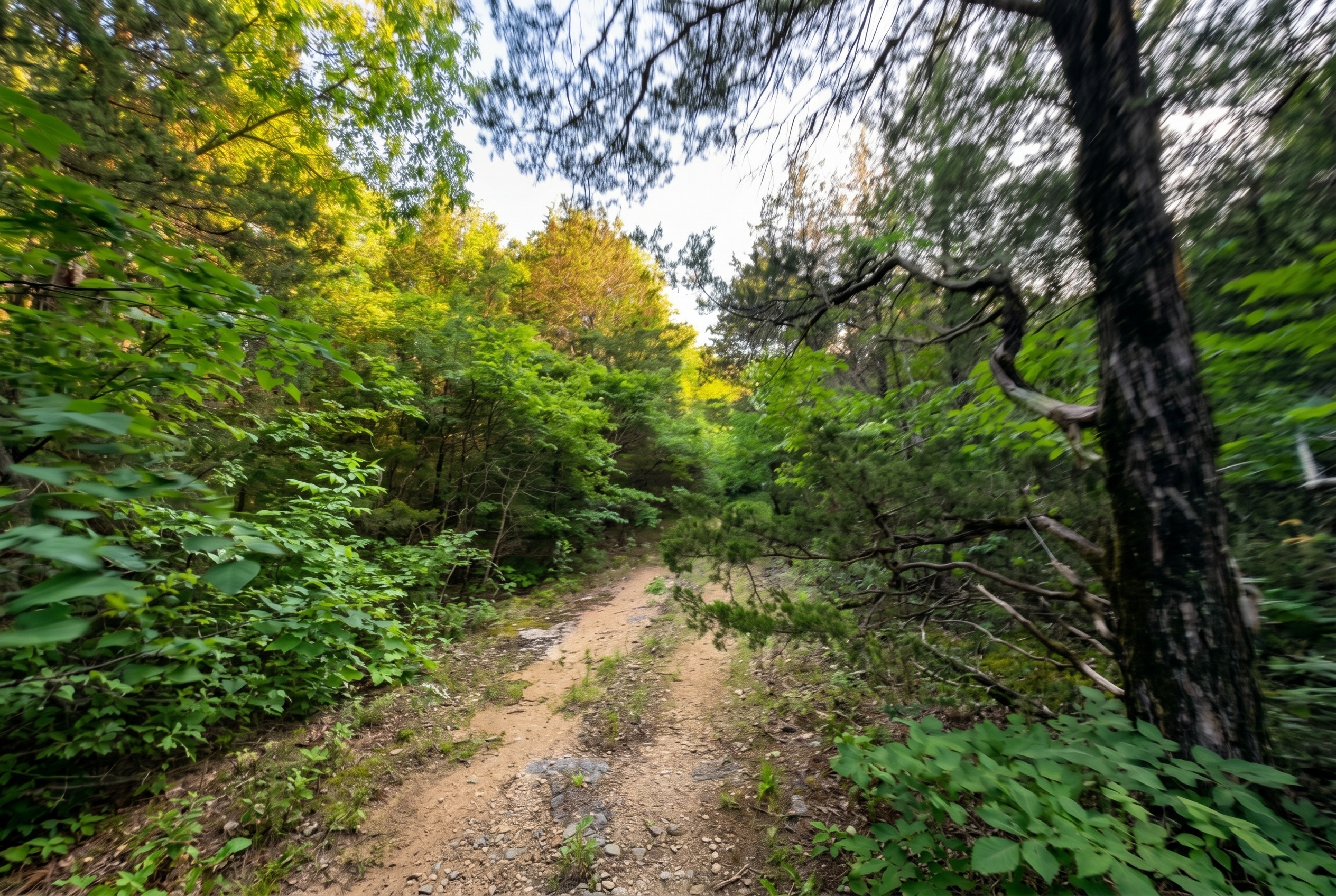 Prompt: Sharpen and color correct these action cam images with dappled realistic sunlight and intentional motion blur depending on speed - dynamic recreational land marketing