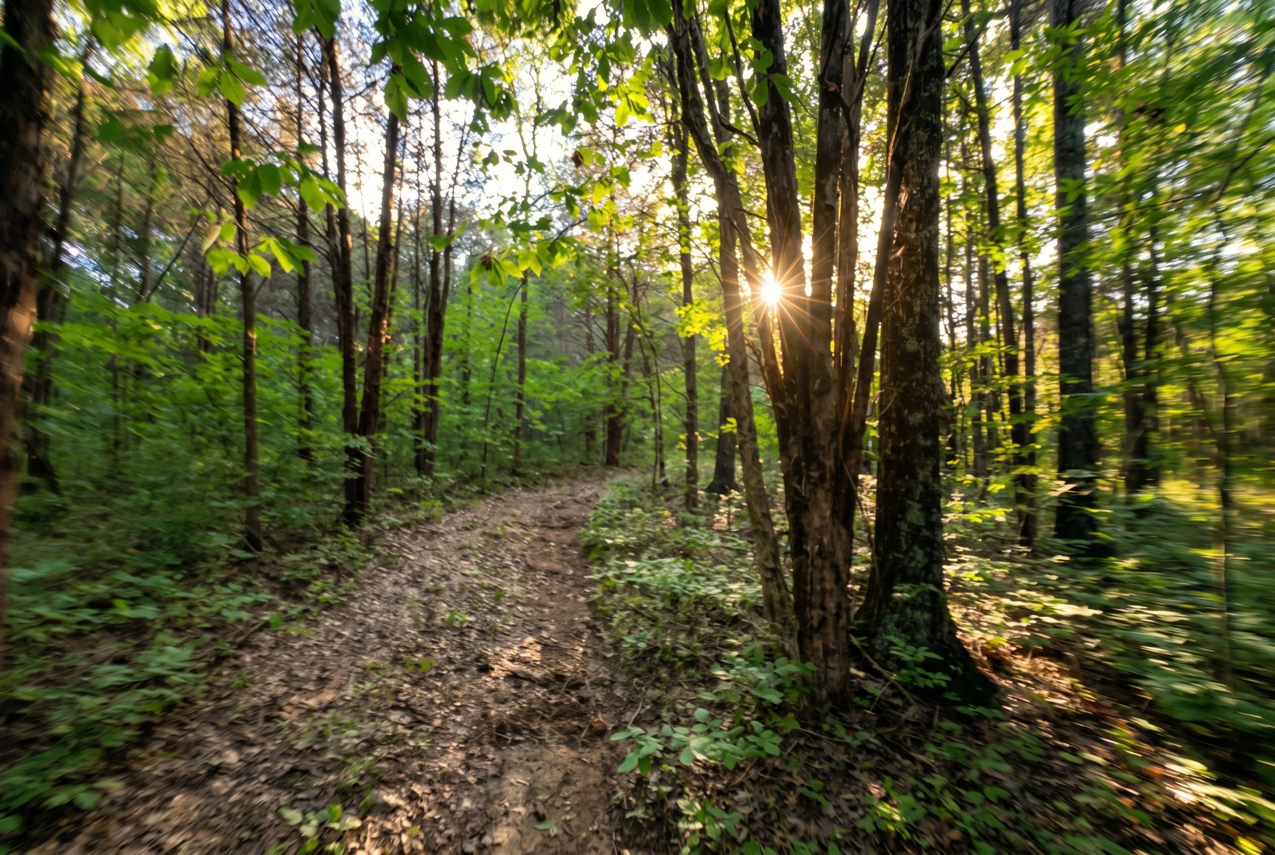 Prompt: Sharpen and color correct these action cam images with dappled realistic sunlight and intentional motion blur depending on speed - dynamic recreational land marketing